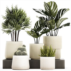 Set Of Potted Plants Monstera Cactus Palm 1236