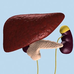 human liver kidneys pancreas 3d model