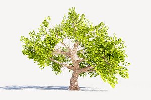 3D Tree 01