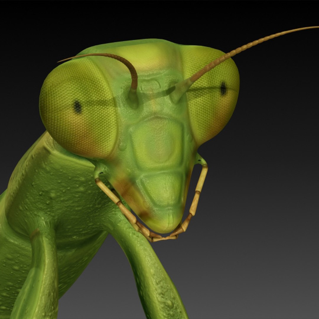 3d Model Realistic Praying Mantis