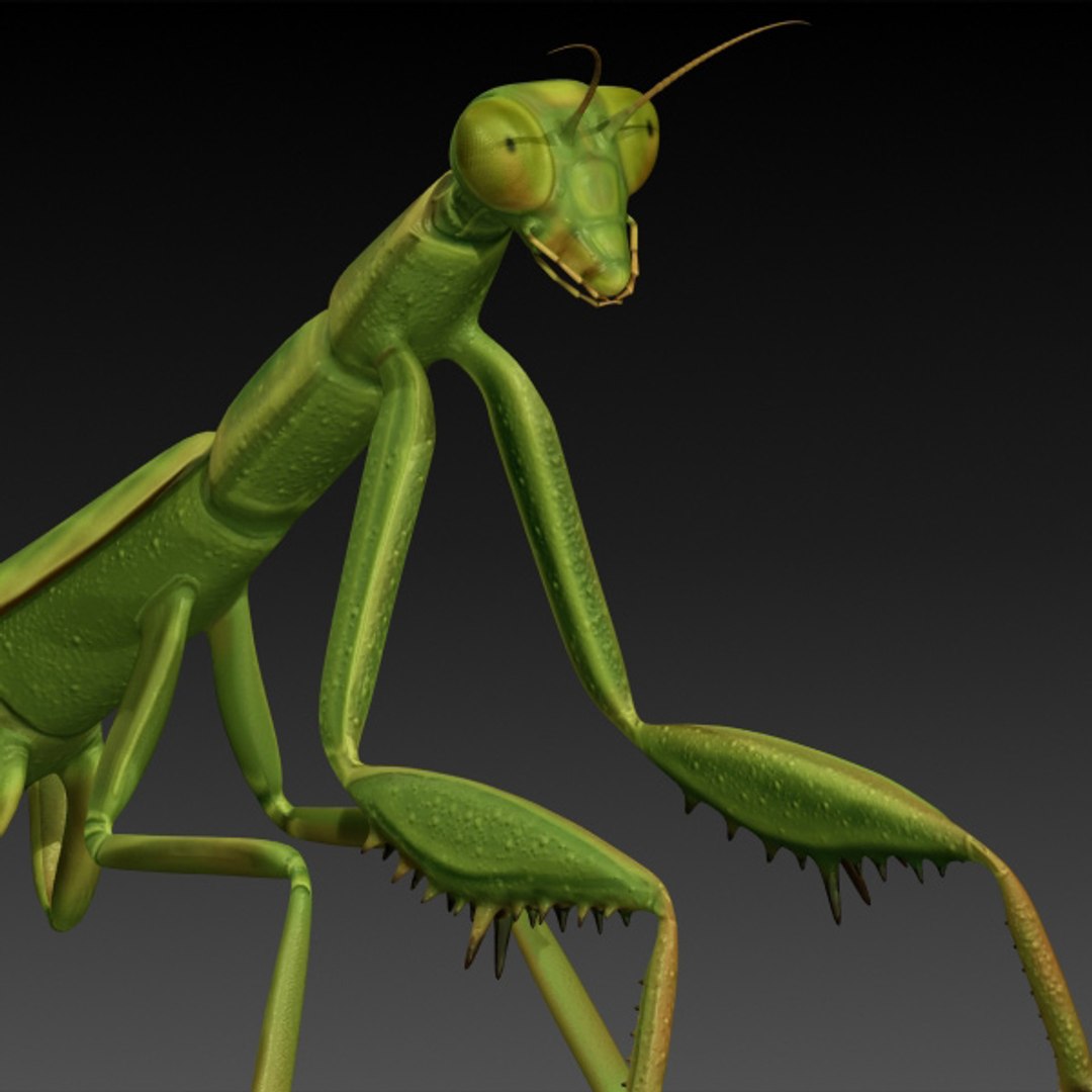 3d Model Realistic Praying Mantis