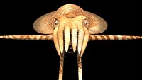 cuttlefish