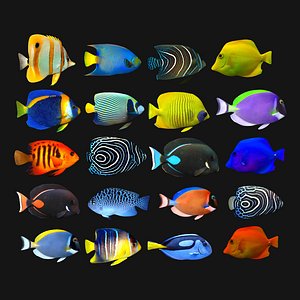 fish aquarium 3D