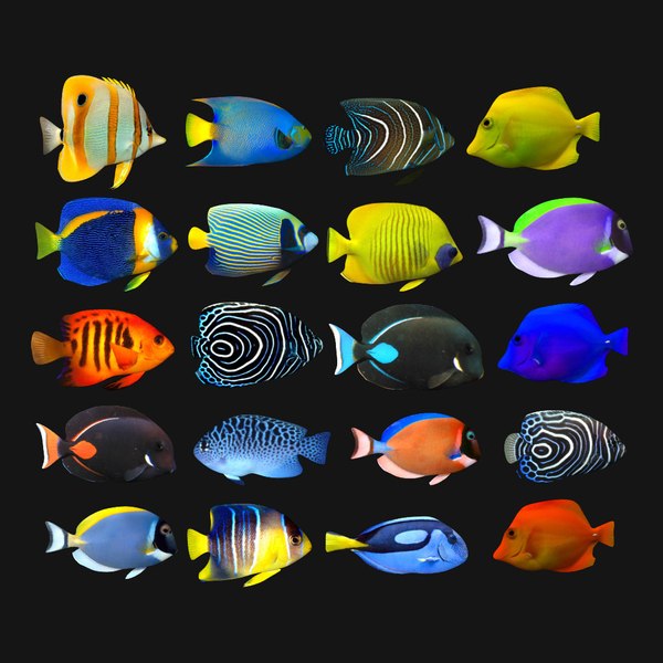 3D fish rigged - TurboSquid 1441965
