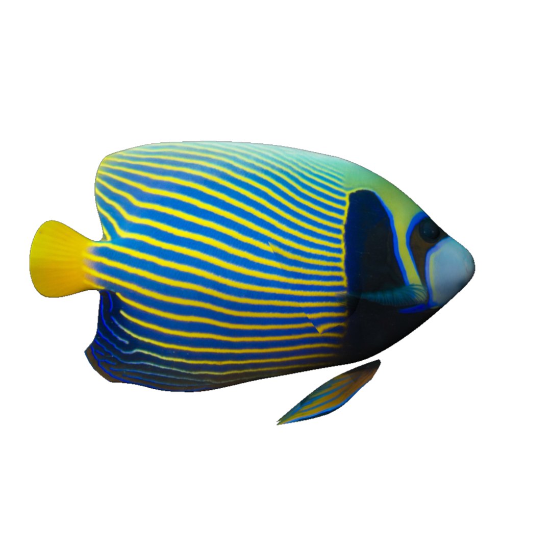 Fish Aquarium 3D - TurboSquid 1243198