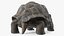 Galapagos Giant Tortoise