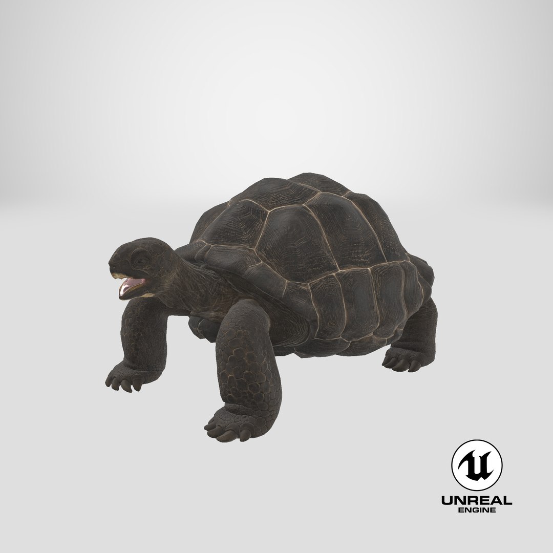 Galapagos Giant Tortoise 3D https://p.turbosquid.com/ts-thumb/1Q/GPlBZk/60/stemcell_unreal_render/png/1696964940/1920x1080/fit_q87/1a21c116ecb6adb927b1051d828a52520f613871/stemcell_unreal_render.jpg