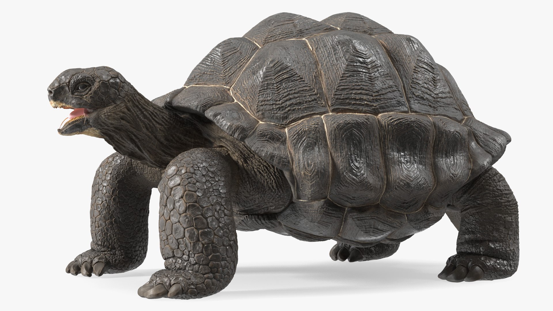 Galapagos Giant Tortoise 3D https://p.turbosquid.com/ts-thumb/1Q/GPlBZk/BM/galapagosgianttortoisec4dmodel010/jpg/1691595783/1920x1080/fit_q87/dd739a5663a9837c89d1bd34450f69c8b6495c2d/galapagosgianttortoisec4dmodel010.jpg