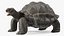 Galapagos Giant Tortoise