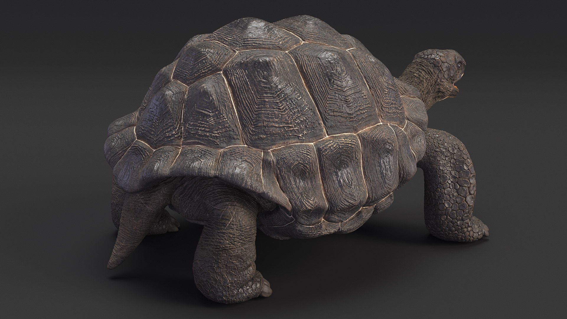 Galapagos Giant Tortoise 3D https://p.turbosquid.com/ts-thumb/1Q/GPlBZk/Hj/galapagosgianttortoisec4dmodel007/jpg/1691595772/1920x1080/fit_q87/72e1bbc92a0cdd0fcbe9d6d937d3a1aa2f6e1dd5/galapagosgianttortoisec4dmodel007.jpg