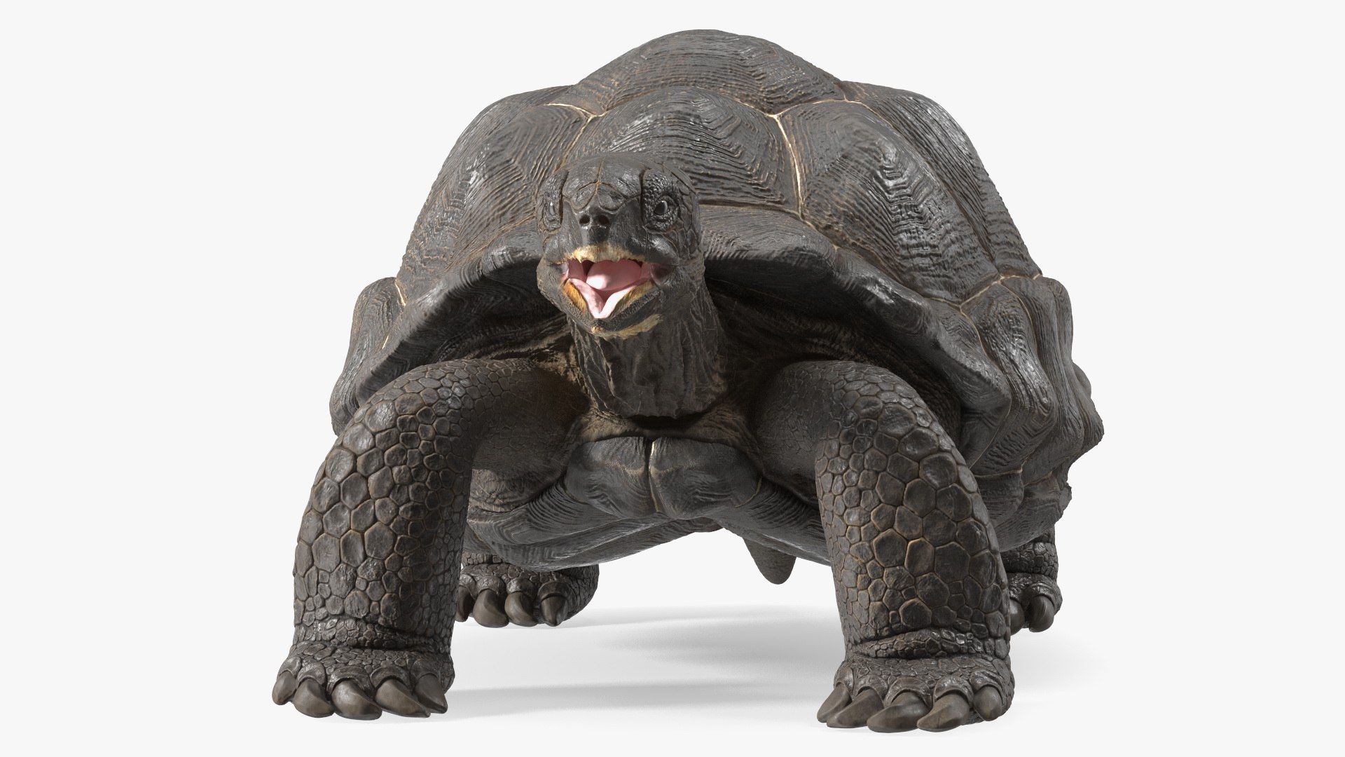Galapagos Giant Tortoise 3D https://p.turbosquid.com/ts-thumb/1Q/GPlBZk/MB/galapagosgianttortoisec4dmodel009/jpg/1691595778/1920x1080/fit_q87/4b6c826287fe4dc28fb4b8cb405475edf46b897a/galapagosgianttortoisec4dmodel009.jpg