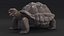 Galapagos Giant Tortoise