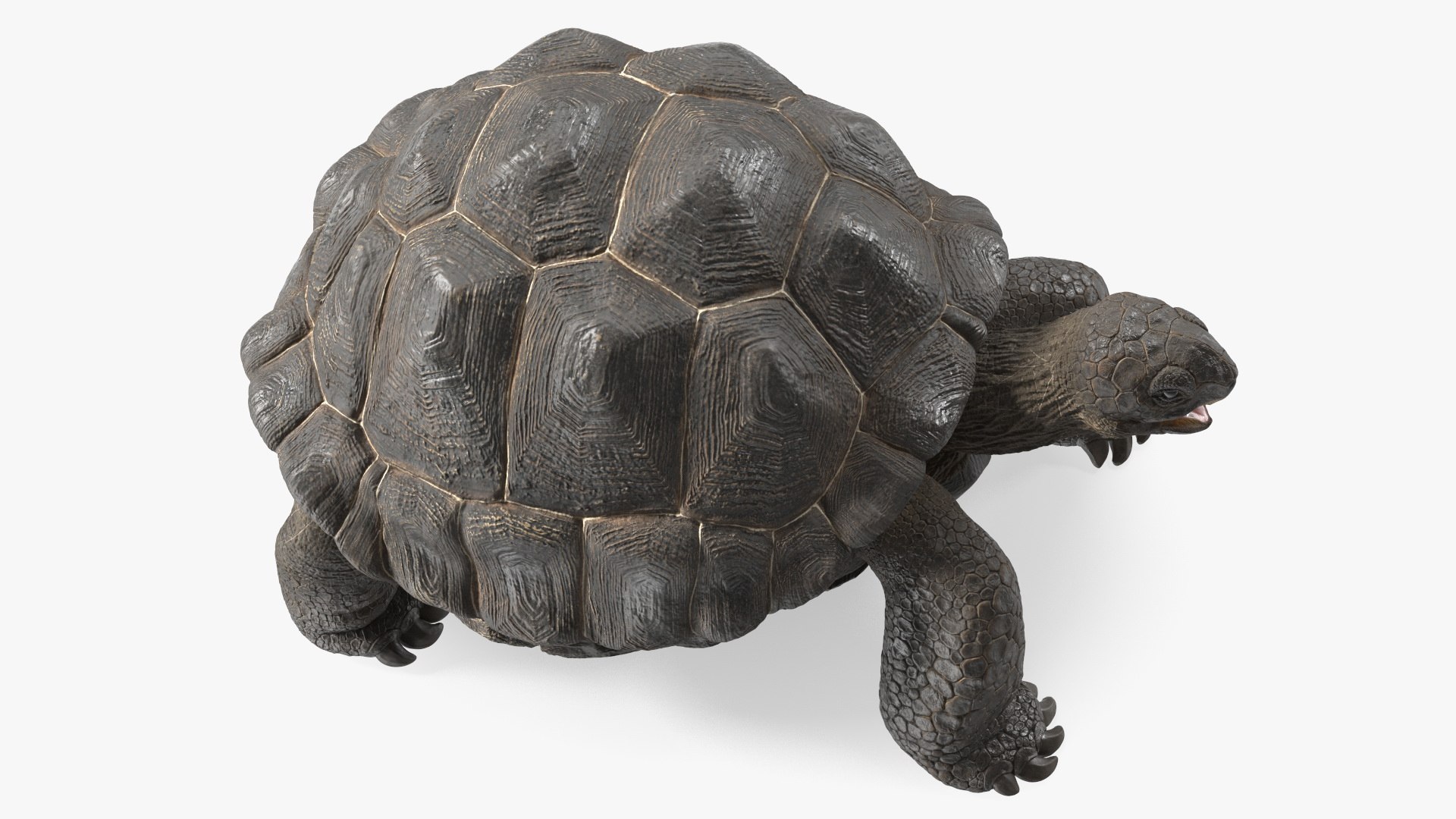 Galapagos Giant Tortoise 3D https://p.turbosquid.com/ts-thumb/1Q/GPlBZk/W8/galapagosgianttortoisec4dmodel013/jpg/1691595794/1920x1080/fit_q87/a9018fa7625a5f9f7ea7feadd3ea4de9824d0b2c/galapagosgianttortoisec4dmodel013.jpg