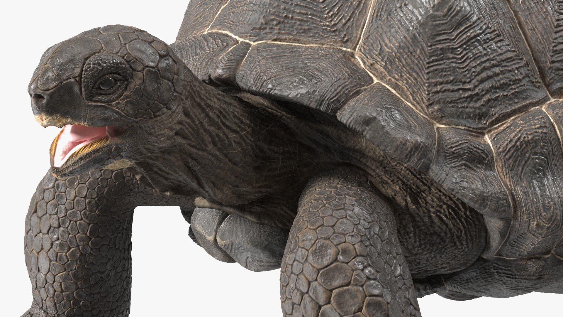 Galapagos Giant Tortoise 3D https://p.turbosquid.com/ts-thumb/1Q/GPlBZk/kb/galapagosgianttortoisec4dmodel015/jpg/1691595801/1920x1080/fit_q87/b3113fddcdd3390c40ab9032298d2c08b1d791e1/galapagosgianttortoisec4dmodel015.jpg