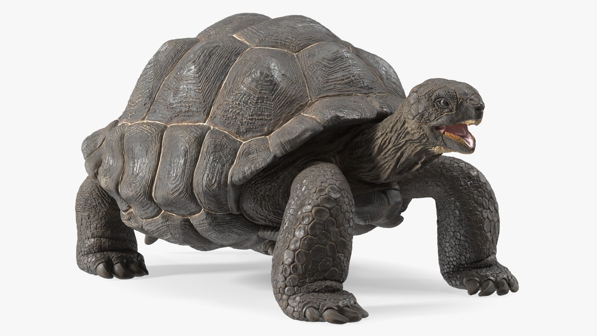 Galapagos Giant Tortoise 3D https://p.turbosquid.com/ts-thumb/1Q/GPlBZk/oo/galapagosgianttortoisec4dmodel008/jpg/1691595775/1920x1080/fit_q87/550450ff4a0806dca6306f258cd6340e3327c109/galapagosgianttortoisec4dmodel008.jpg