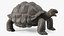 Galapagos Giant Tortoise