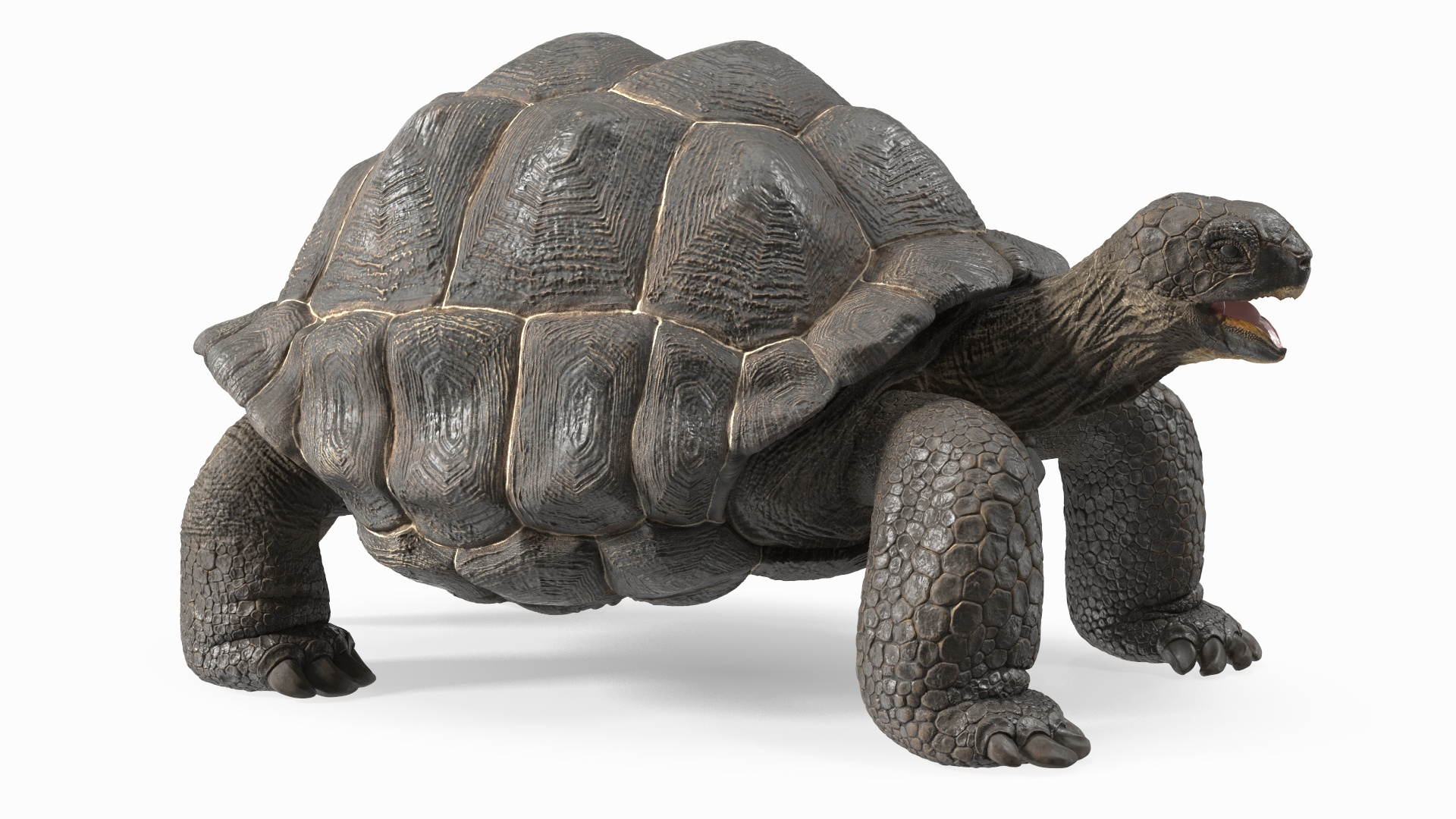 Galapagos Giant Tortoise 3D https://p.turbosquid.com/ts-thumb/1Q/GPlBZk/uz/galapagos_giant_tortoise_360/jpg/1691595279/1920x1080/turn_fit_q99/a5c648df5e0b8d55a8ae9d02328e317e6ac93456/galapagos_giant_tortoise_360-1.jpg