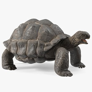 Galapagos Giant Tortoise 3D