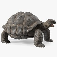 Galapagos Giant Tortoise