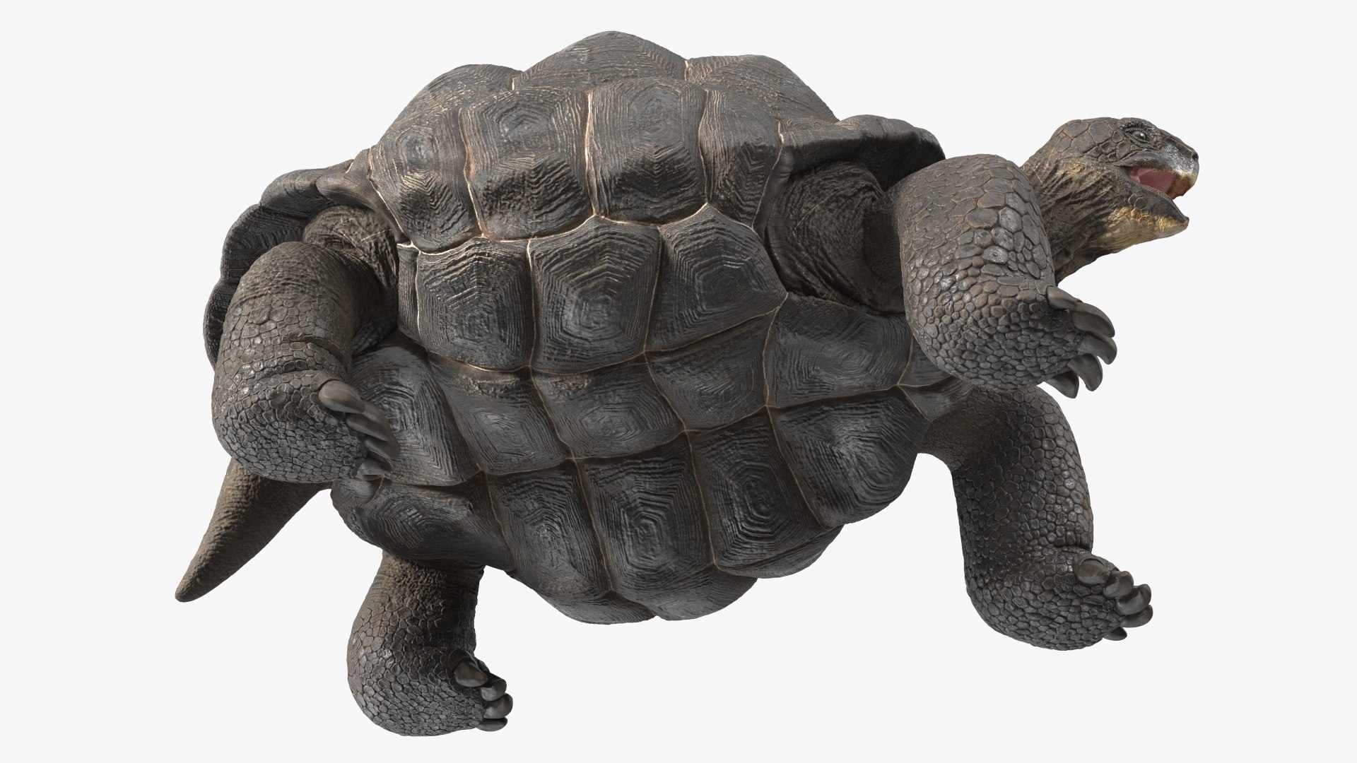 Galapagos Giant Tortoise 3D https://p.turbosquid.com/ts-thumb/1Q/GPlBZk/z6/galapagosgianttortoisec4dmodel014/jpg/1691595798/1920x1080/fit_q87/30281df53c387a04e614290761e0a6eccd81436b/galapagosgianttortoisec4dmodel014.jpg