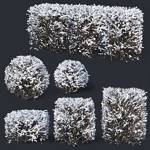 Cotoneaster lucidus # 7 winter hedge set