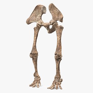 Mammoth Skeleton Foot Old Bones model