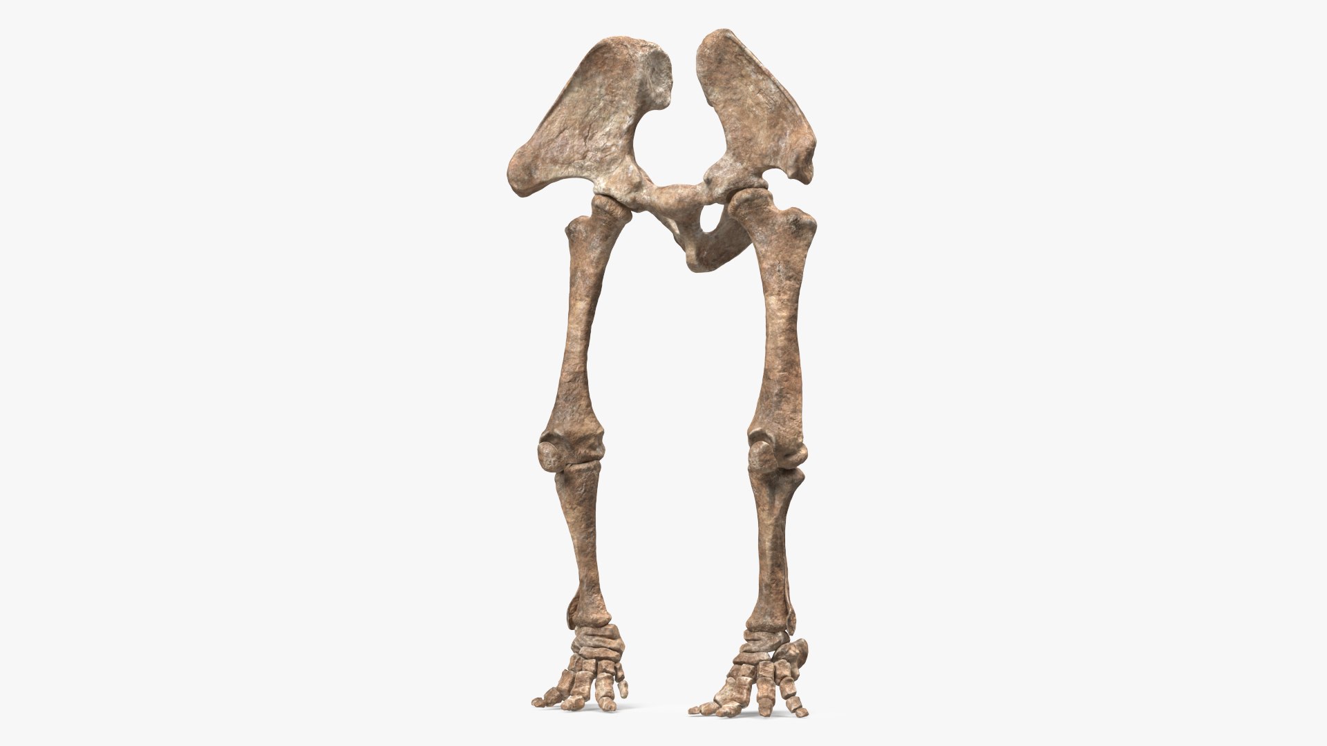 Mammoth Skeleton Foot Old Bones 3D model preview