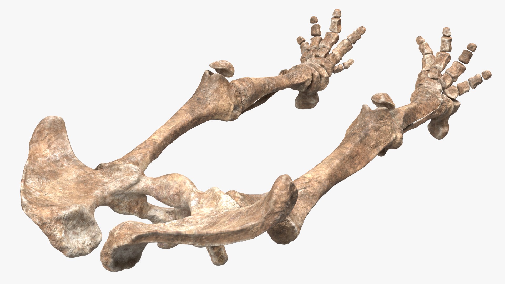 Mammoth Skeleton Foot Old Bones Model - TurboSquid 1800425