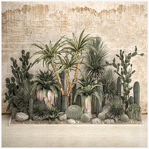 Collection of tropical desert plants 1108A