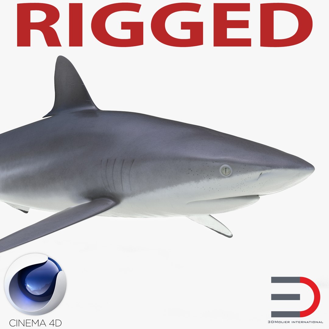 Silky Shark Rigged for Cinema 4D 3D model preview