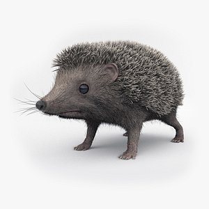 3D realistic hedgehog model