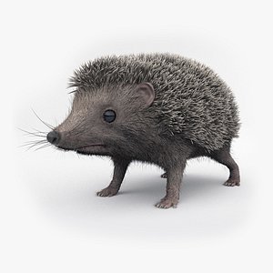 Hedgehog