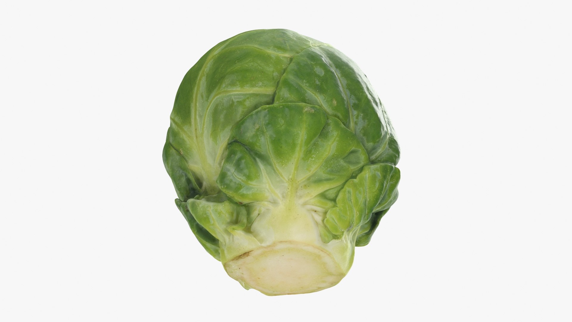 3D Brussels Sprout 04 model https://p.turbosquid.com/ts-thumb/1R/7bZVds/22/brusselssprout04_b0020/jpg/1734591752/1920x1080/fit_q87/25bfdf3aa8eb89a1c0a7fdd83e852777818220d5/brusselssprout04_b0020.jpg