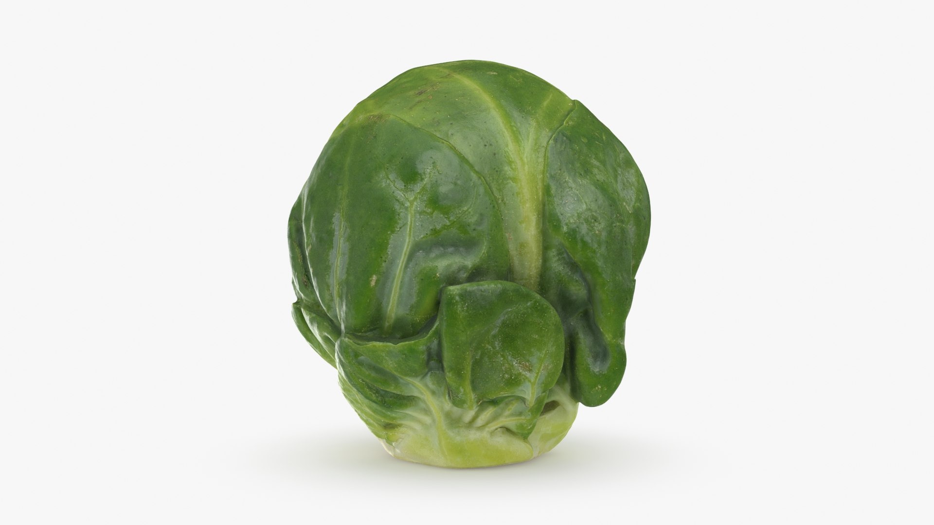 3D Brussels Sprout 04 model https://p.turbosquid.com/ts-thumb/1R/7bZVds/6c/brusselssprout04_b0014/jpg/1734591749/1920x1080/fit_q87/8e0baea2034d888a1502c3acc71fb2dd41235b4e/brusselssprout04_b0014.jpg