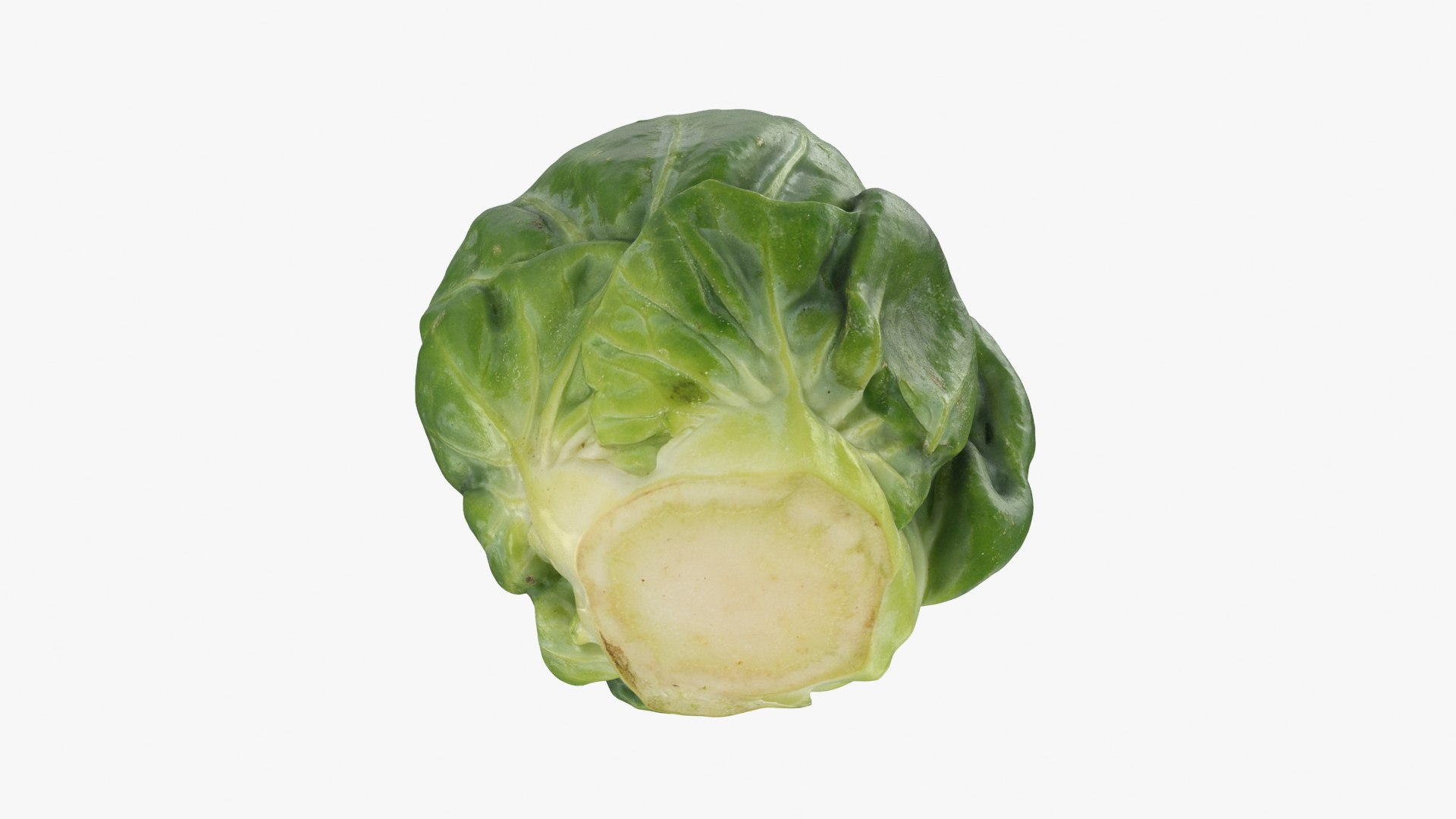 3D Brussels Sprout 04 model https://p.turbosquid.com/ts-thumb/1R/7bZVds/6q/brusselssprout04_b0024/jpg/1734591754/1920x1080/fit_q87/460c7b416189d4c81e6b946d1ded637ef62a6f4f/brusselssprout04_b0024.jpg