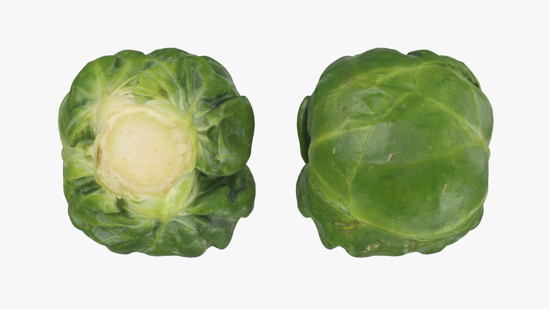 3D Brussels Sprout 04 model https://p.turbosquid.com/ts-thumb/1R/7bZVds/HM/brusselssprout04_a0002/jpg/1734591743/1920x1080/fit_q87/52f70674bfe7d48f0c304ac8ea4f41cc7e24539a/brusselssprout04_a0002.jpg