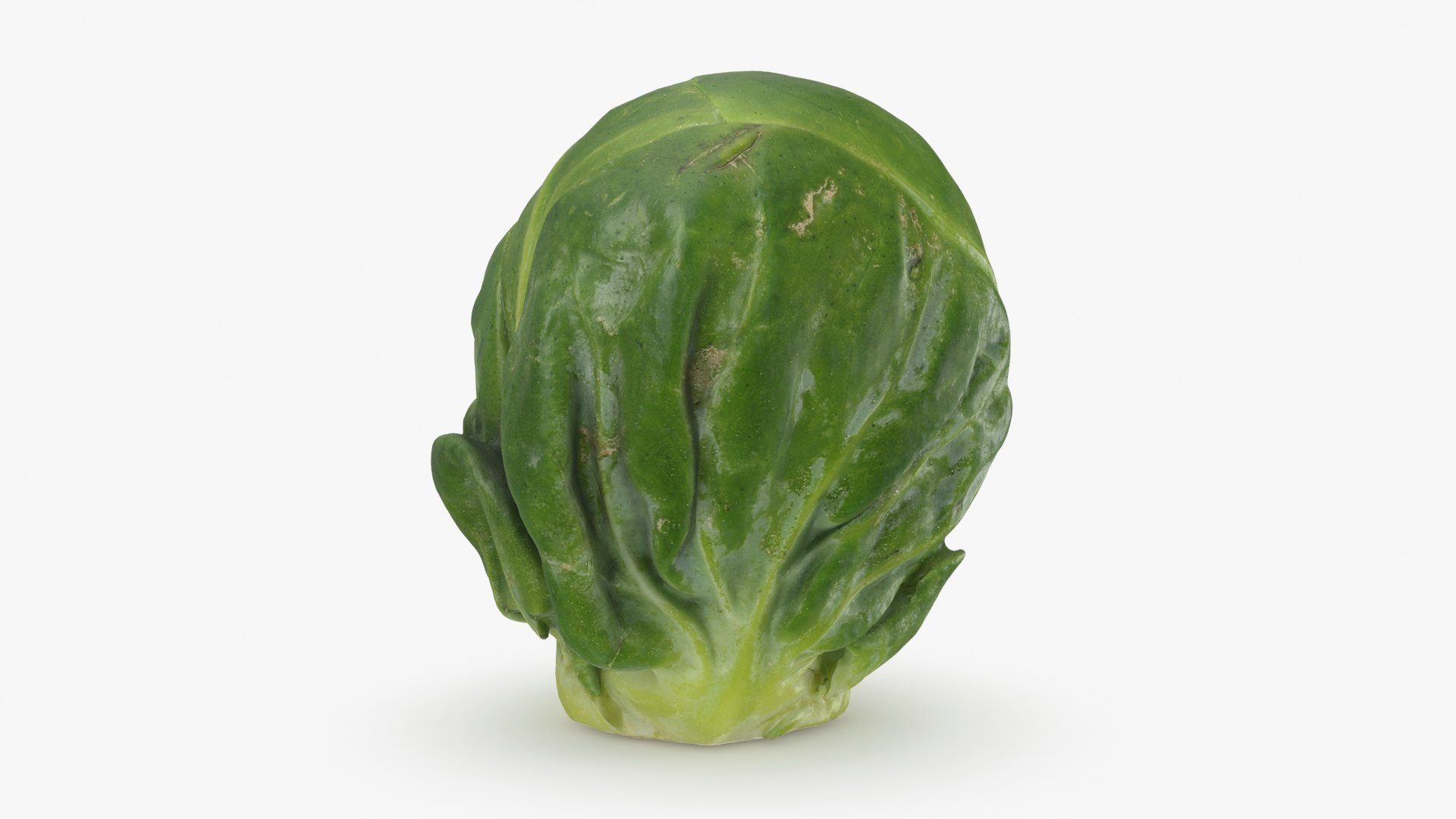 3D Brussels Sprout 04 model https://p.turbosquid.com/ts-thumb/1R/7bZVds/JF/brusselssprout04_b0010/jpg/1734591749/1920x1080/fit_q87/f005b08301c92896d7e409ac6ffc659baf1f1fd2/brusselssprout04_b0010.jpg
