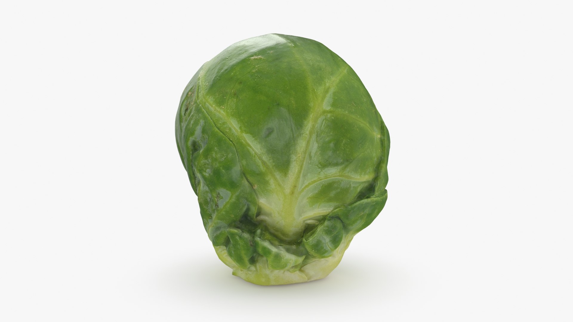 3D Brussels Sprout 04 model https://p.turbosquid.com/ts-thumb/1R/7bZVds/Os/brusselssprout04_b0012/jpg/1734591750/1920x1080/fit_q87/6d8d78687322406b9477102c5723b56e84ca231c/brusselssprout04_b0012.jpg