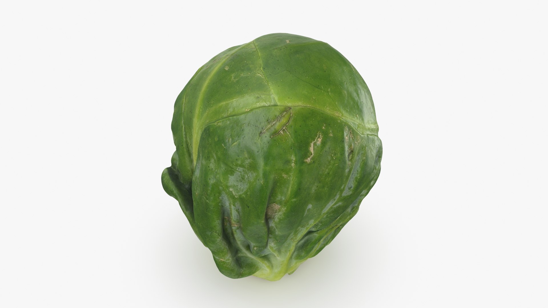 3D Brussels Sprout 04 model https://p.turbosquid.com/ts-thumb/1R/7bZVds/Qn/brusselssprout04_b0016/jpg/1734591751/1920x1080/fit_q87/96d328574bdab8ccee7fcc7699913cec4720abc3/brusselssprout04_b0016.jpg
