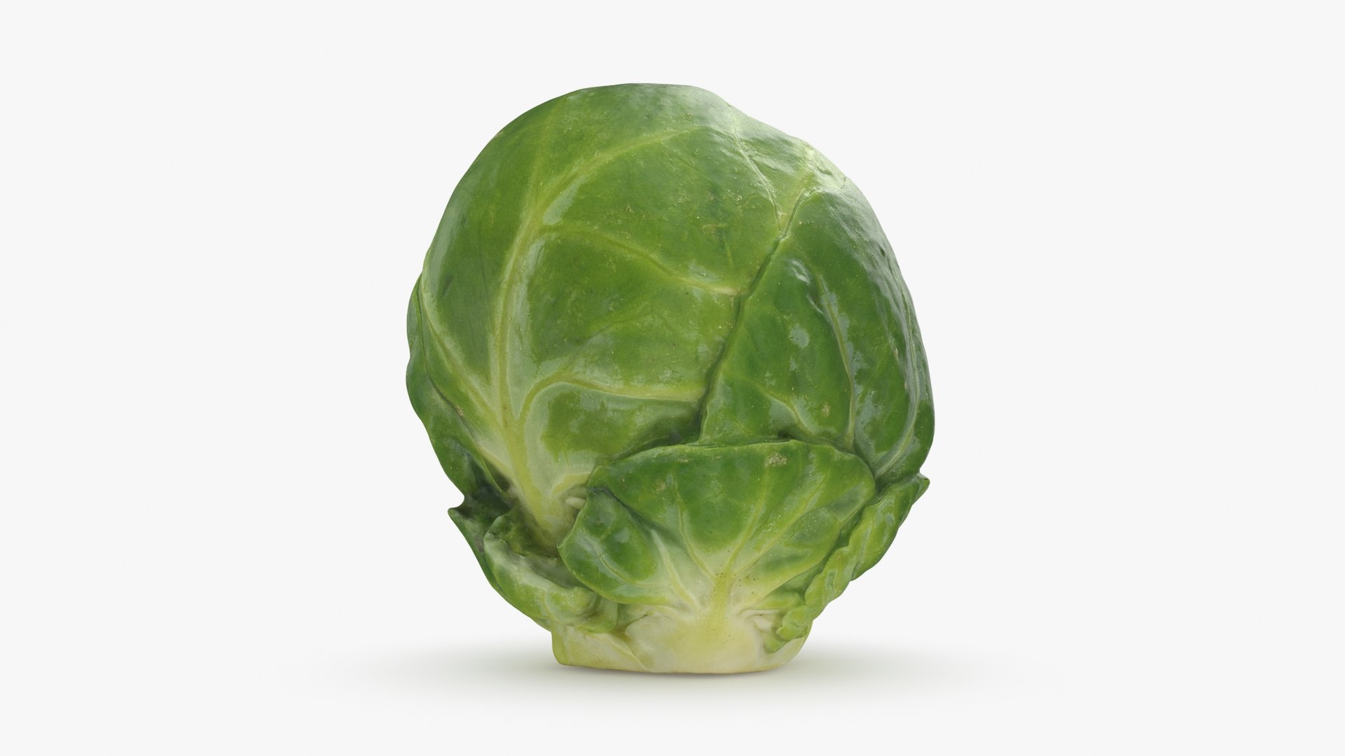 3D Brussels Sprout 04 model https://p.turbosquid.com/ts-thumb/1R/7bZVds/R0/brusselssprout04_b0006/jpg/1734591747/1920x1080/fit_q87/4db623c903110fa4a05d66e0cec6f4c61d02853f/brusselssprout04_b0006.jpg