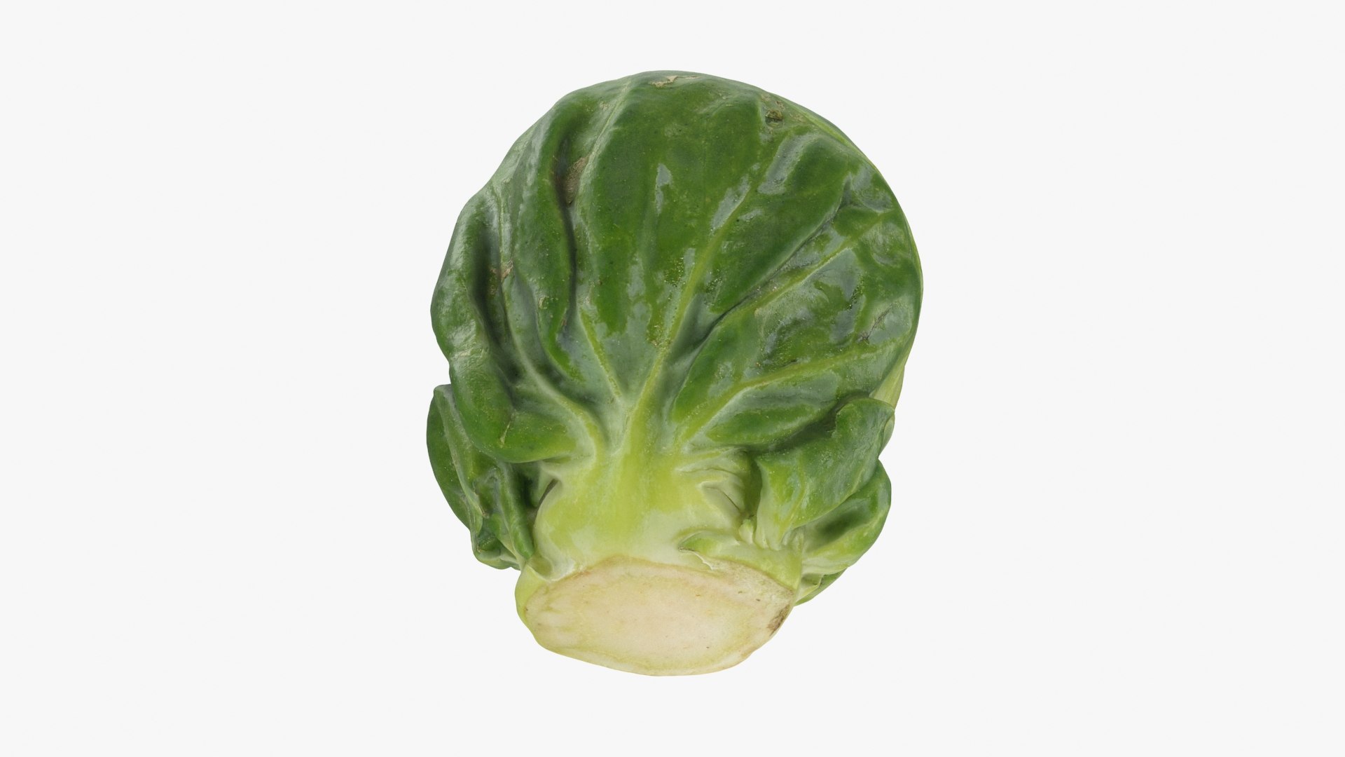 3D Brussels Sprout 04 model https://p.turbosquid.com/ts-thumb/1R/7bZVds/Wg/brusselssprout04_b0022/jpg/1734591753/1920x1080/fit_q87/196f8d8f12c600568fea3aae5836c2fa6c9a31f2/brusselssprout04_b0022.jpg