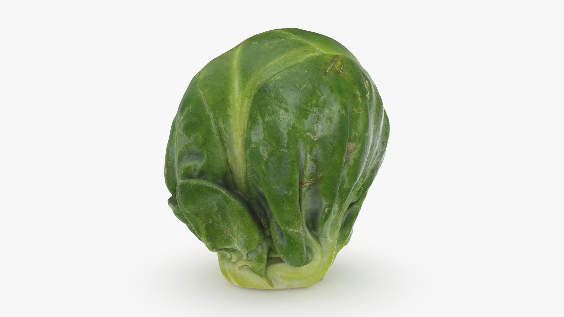 3D Brussels Sprout 04 model https://p.turbosquid.com/ts-thumb/1R/7bZVds/Xu/brusselssprout04_b0018/jpg/1734591751/1920x1080/fit_q87/e4014b4d3c11d7761ffae6c6d7ef52b48b34610f/brusselssprout04_b0018.jpg