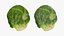 Rosenkohl 04