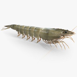 Prawn