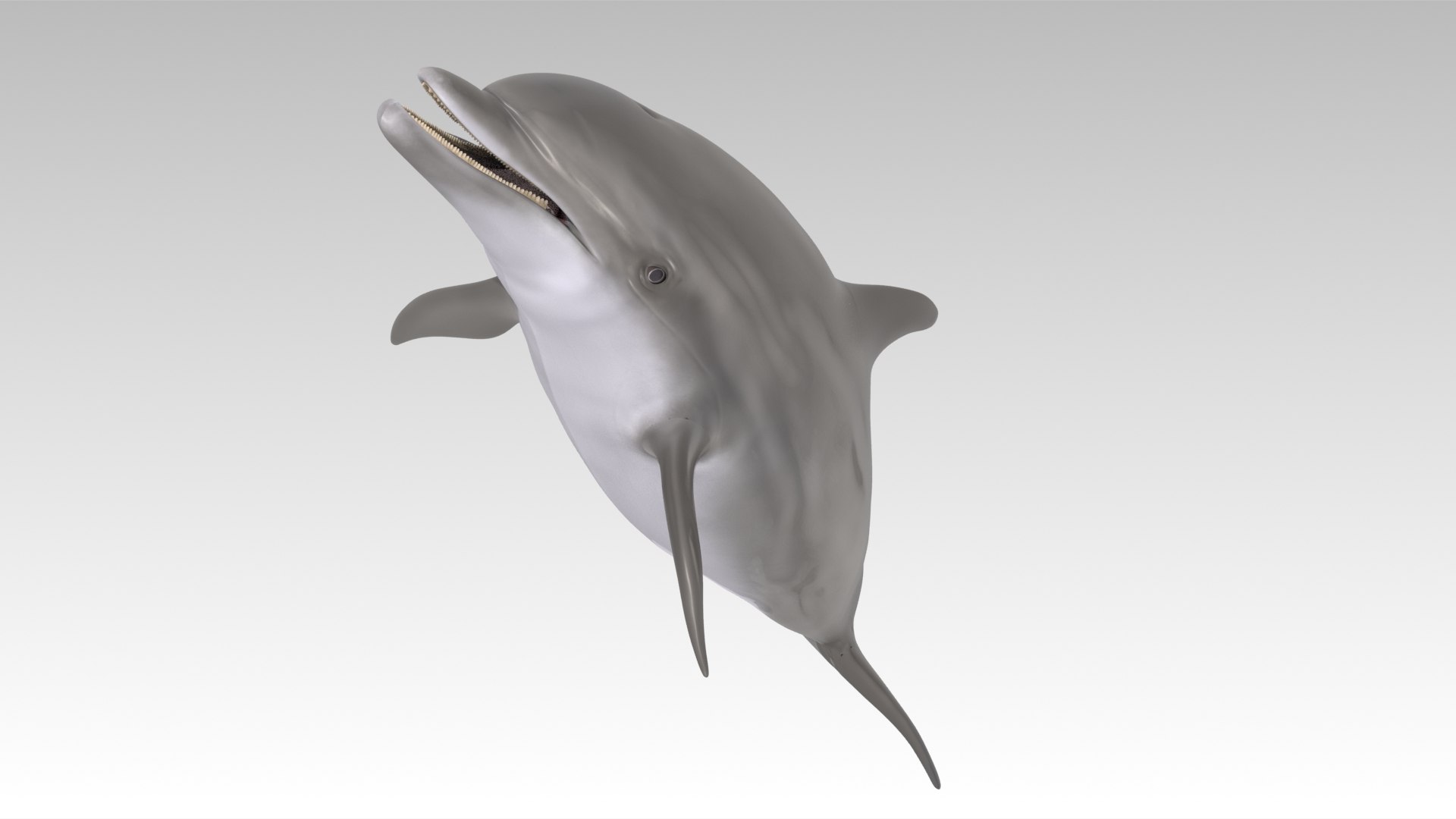 3D Dolphin model https://p.turbosquid.com/ts-thumb/1R/b7D0La/iz/dolphin_screenshot_12/jpg/1706101190/1920x1080/fit_q87/a62048f4a54c1197522bebf3094afdb77118107d/dolphin_screenshot_12.jpg