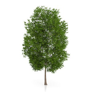 3d model maidenhair tree ginkgo biloba