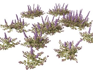 HighPolyLowPoly Ajuga reptans - Carpet bugleweed model