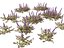 HighPolyLowPoly Ajuga reptans - Carpet bugleweed