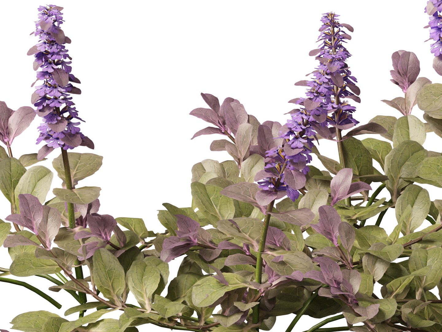 HighPolyLowPoly Ajuga reptans - Carpet bugleweed model https://p.turbosquid.com/ts-thumb/1R/r3an9f/RH/ajugareptans019/jpg/1737092648/1920x1080/fit_q87/79a892afd3ea7413afea49577d37d68ff27bd12d/ajugareptans019.jpg