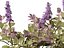 HighPolyLowPoly Ajuga reptans - Carpet bugleweed